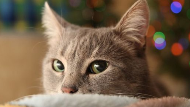 Chat s'il vous ignore à son retour de vacances c'est tout à fait normal