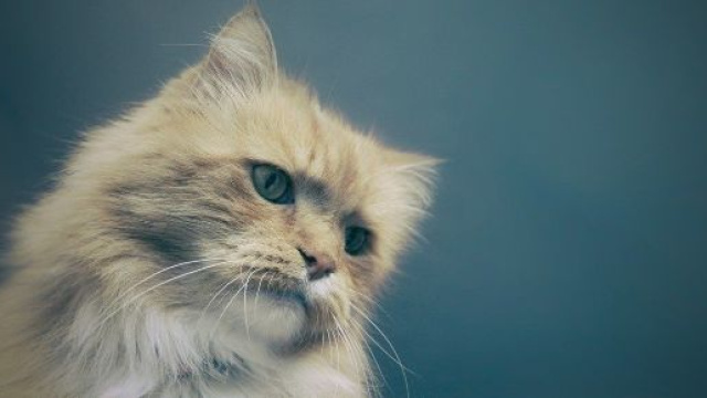 chat pourquoi il roucoule et qu'est ce que cela signifie