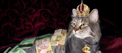 Chat trouvé dans les égoûts devenu riche