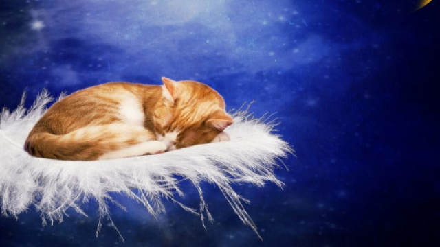 Chat escape game vous devez sauver la plan&egrave;te et en adopter un