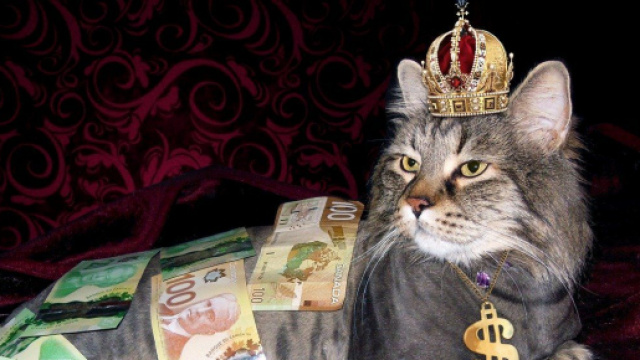 Chat trouvé dans les égoûts devenu riche