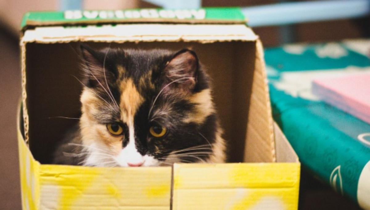 Si Le Chat Aime Les Boites En Carton Ce N Est Pas Uniquement Parce Que Ca Le Rassure