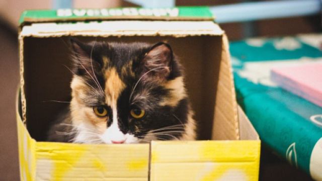 Chat aime le carton ce n'est pas pour son confort