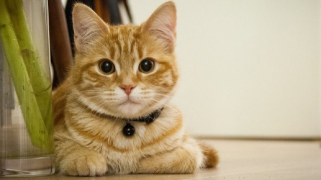 Chat combien de temps pouvez-vous le laisser seul