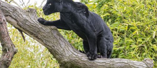 Non si fermano le ricerche della pantera, avvistata dal 15 gennaio in provincia di Foggia