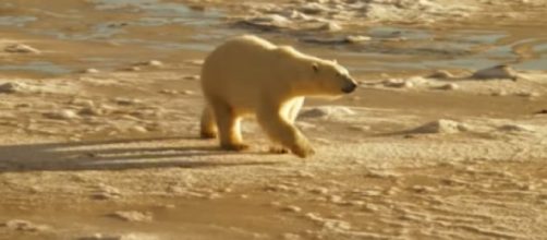 Polar bears and global warming. [Image source/Vancouver Sun YouTube video]