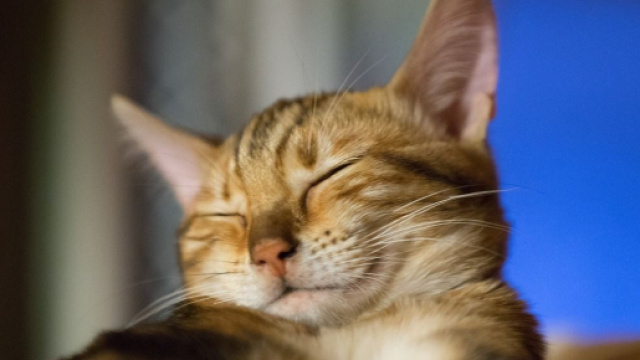 chat ces choses qu'il ne supporte pas chez l'homme