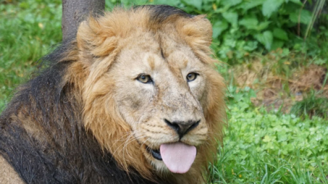 L'oroscopo del 15 e 16 febbraio: week-end a gonfie vele per Leone e Sagittario