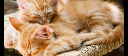 7 falsi miti da sfatare sui gatti: non sono degli animali solitari.