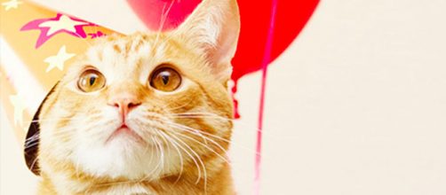 5 curiosità sulla Festa del Gatto: la data, 17 febbraio, scelta dai lettori di Tuttogatto