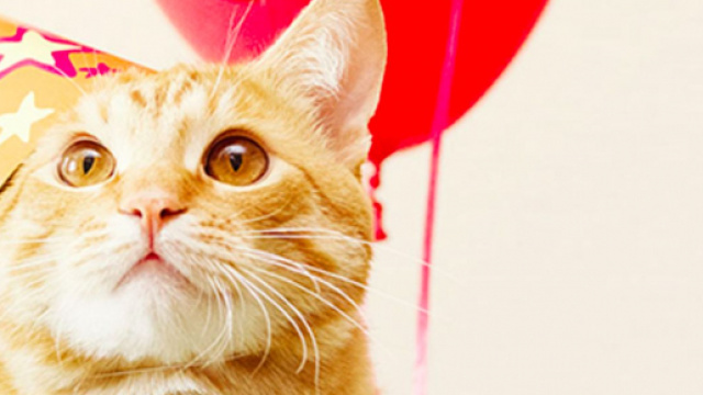 5 curiosit&agrave; sulla Festa del Gatto: la data, 17 febbraio, scelta dai lettori di Tuttogatto