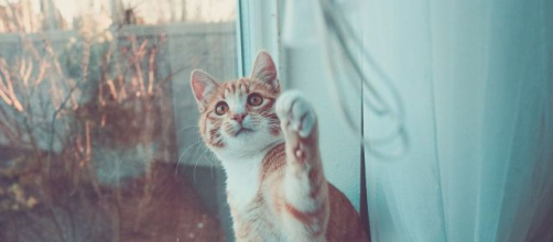 Chat : s'il vous suit partout ce n'est pas uniquement parce qu'il veut vous demander quelque chose