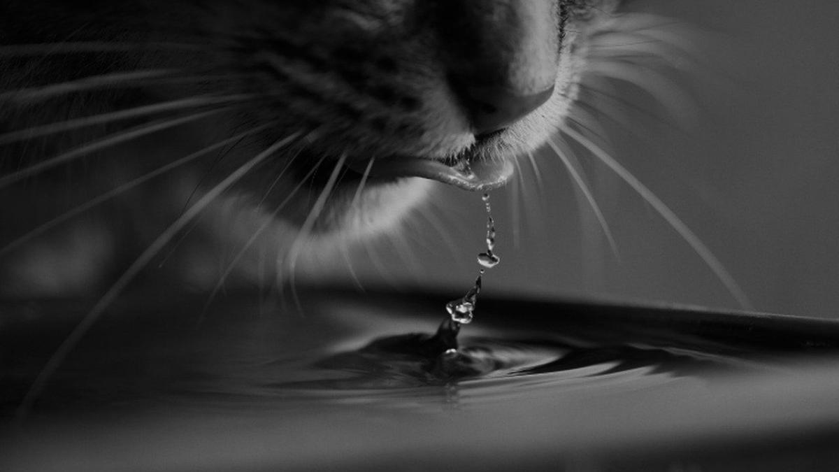 Chat S Il Met Sa Patte Dans L Eau Avant Boire Ce N Est Pas Seulement Pour S Amuser