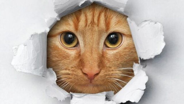 Chat : pourquoi met-il un coup de tête
