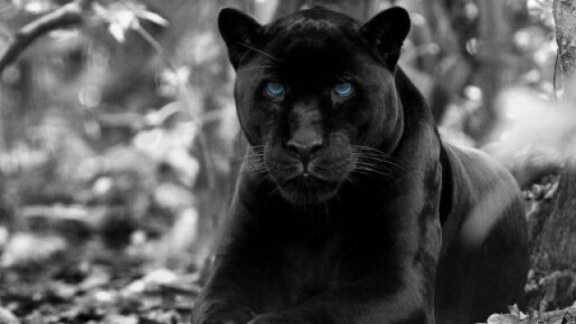 La pantera avvistata in provincia di Foggia pare si sia spostata nelle campagne di Campobasso.