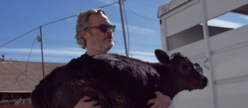 Joaquin Phoenix sauve une vache et son veau. Credit : YouTube Capture Farmsanctuary