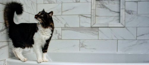 chat : pourquoi aime-t-il autant passer du temps dans la salle de bain
