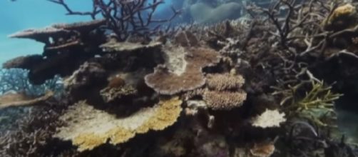 Great Barrier Reef in danger of another mass bleaching of its coral reefs. [Image source/ABC News (Australia) YouTube video]