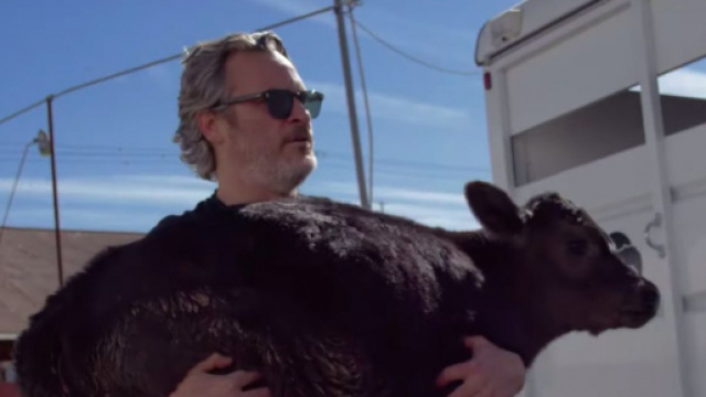 Joaquin Phoenix sauve une vache et son veau. Credit : YouTube Capture Farmsanctuary