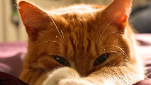 chat : s'il dort avec son maitre ce n'est pas seulement parce que c'est le sien