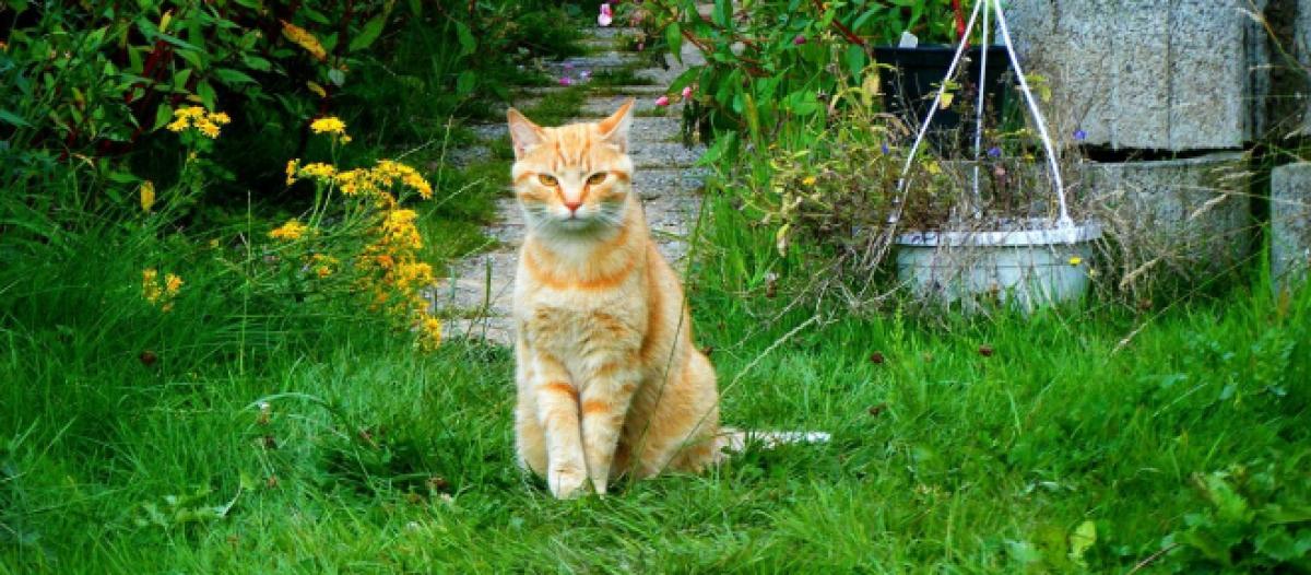 Chat S Il Se Roule Par Terre Ce N Est Pas Uniquement Pour Marquer Son Territoire