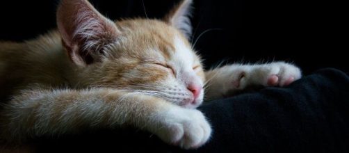 Chat : en fonction de comment il dort, la significaiton est différente