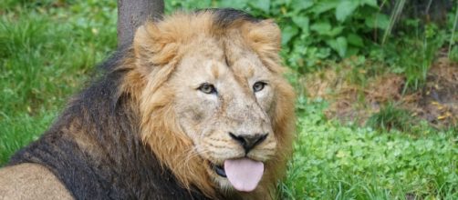 Oroscopo, classifica del 26 febbraio: Leone entusiasta, Acquario zelante.