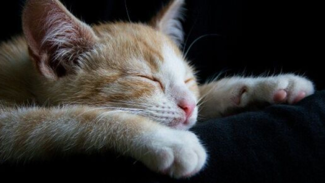 Chat : en fonction de comment il dort, la significaiton est différente