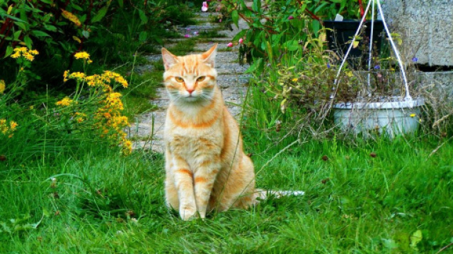 chat s'il se roule par terre c'est pour jouer