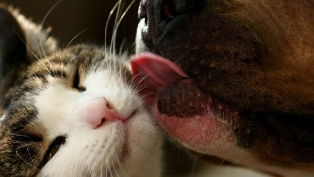 Coronavirus, cani e gatti non veicolano il virus