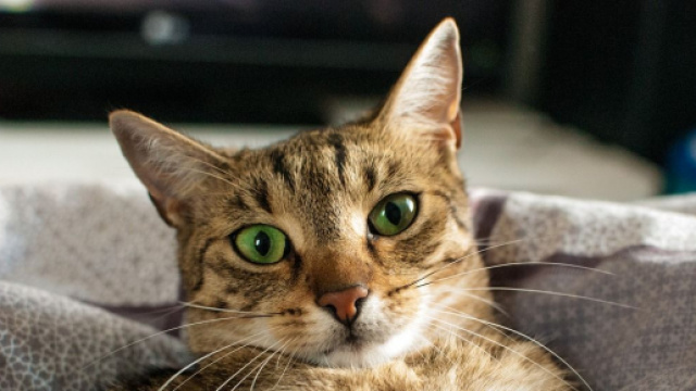 Le chat serait plus attach&eacute; &agrave; l'homme que le chien selon la science