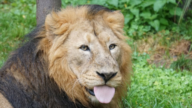 Oroscopo, classifica del 26 febbraio: Leone entusiasta, Acquario zelante.