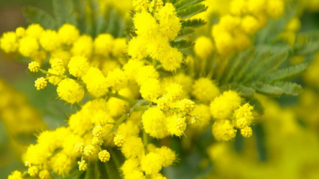 Oroscopo della settimana dal 2 all'8 marzo 2020 | Astrologia, classifiche, pagelle e previsioni per gli ultimi sei segni dello zodiaco