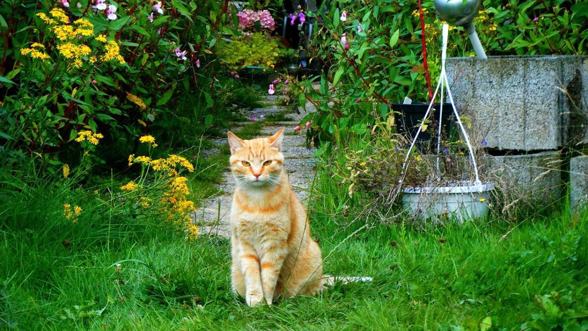 Chat S Il Se Roule Par Terre Ce N Est Pas Uniquement Pour Marquer Son Territoire