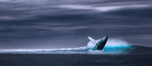 Registran el mayor número de ballenas azules de hace 50 años