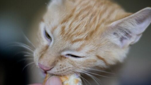 chat s'il demande tout le temps &agrave; manger ce n'est pas uniquement car il est gourmand