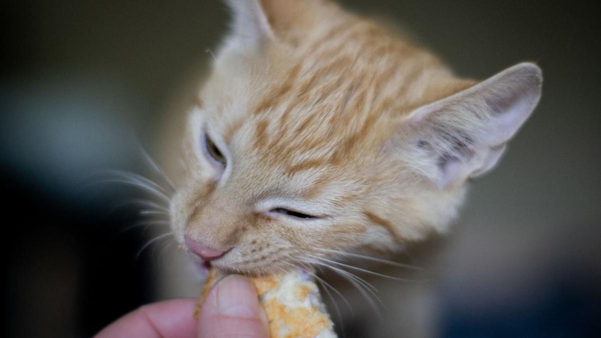 Chat S Il Reclame Souvent A Manger Ce N Est Pas Seulement Parce Qu Il Est Gourmand