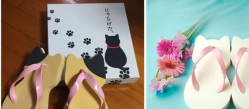 La tongue pour chat qui fait un carton venue du Japon