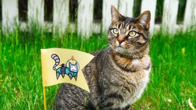 Un chat candidat pour les élections municipales de Rennes