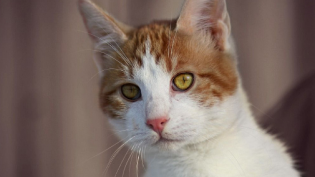 Ces situations qui stressent un chat