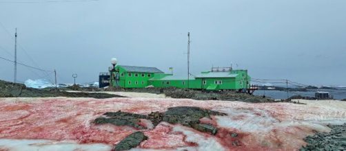 Neve rossa in Antartide, un mistero svelato