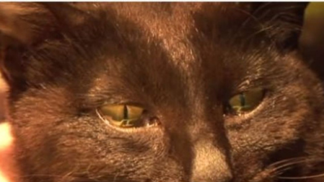 chat &eacute;mue aux larmes apr&egrave;s la perte de ses petits