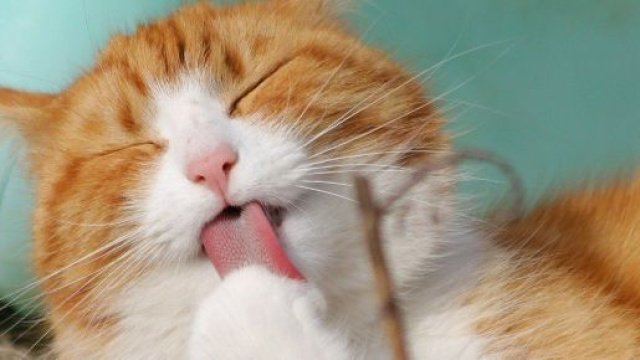 Chat qui pétrit qu'est-ce que cela signifie vraiment