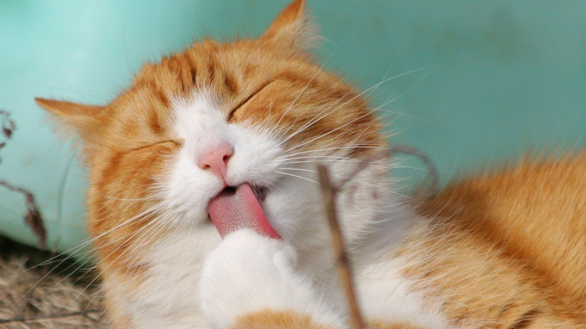 Chat qui pétrit qu'est-ce que cela signifie vraiment