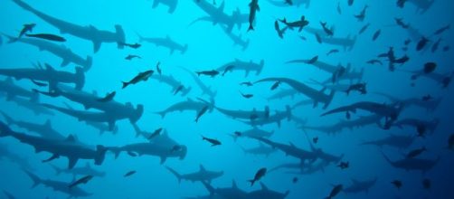 Banco di squali martello popolato da trecento esemplari.