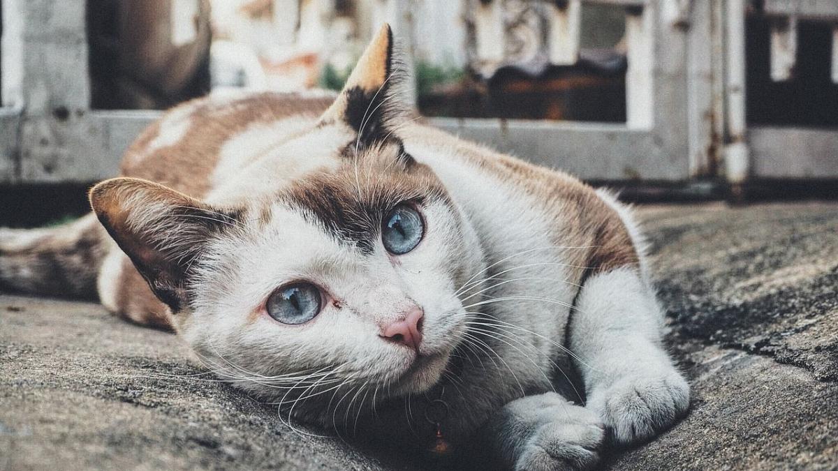 Chat S Il Vous Fixe Autant Du Regard Ce N Est Pas Uniquement Parce Qu Il Vous Aime