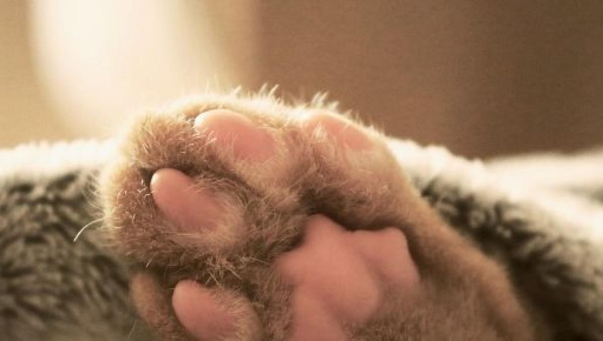 Dormir Avec Son Chat Ne Serait Pas Uniquement Mauvais Pour Le Sommeil Dormir Avec Son Chat Ne Serait Pas Uniquement Mauvais Pour Le Sommeil
