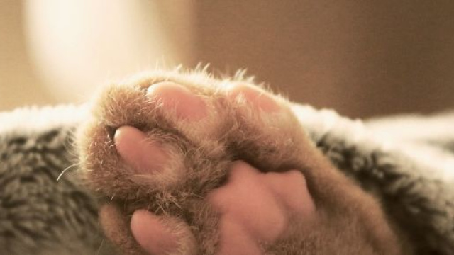 chat ces excellentes raisons de ne pas dormir avec lui