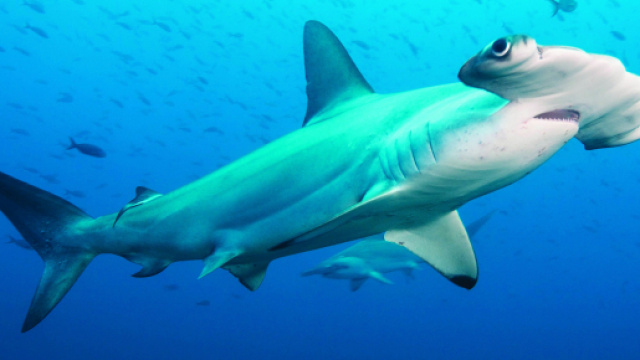 Lo squalo martello &egrave; l'unico onnivoro.
