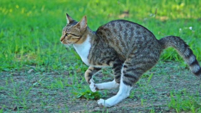 chat il devient fou apr&egrave;s avoir fait ses besoins